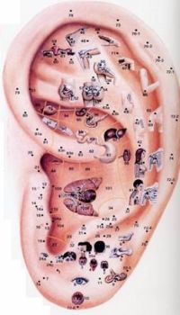 Ohrakupunkturpunkte und ihre Beziehung
  					       zu den Körperteilen